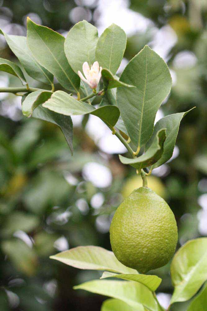                 Sun leaves (Cook, Riverside,   CA)       